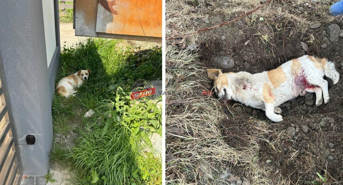 EXCLUSIV: Copil de 12 ani, la un pas să fie mușcat de un câine lăsat liber pe stradă, în Poienile de sub Munte. L-a salvat cățelușul familiei, care a fost ucis