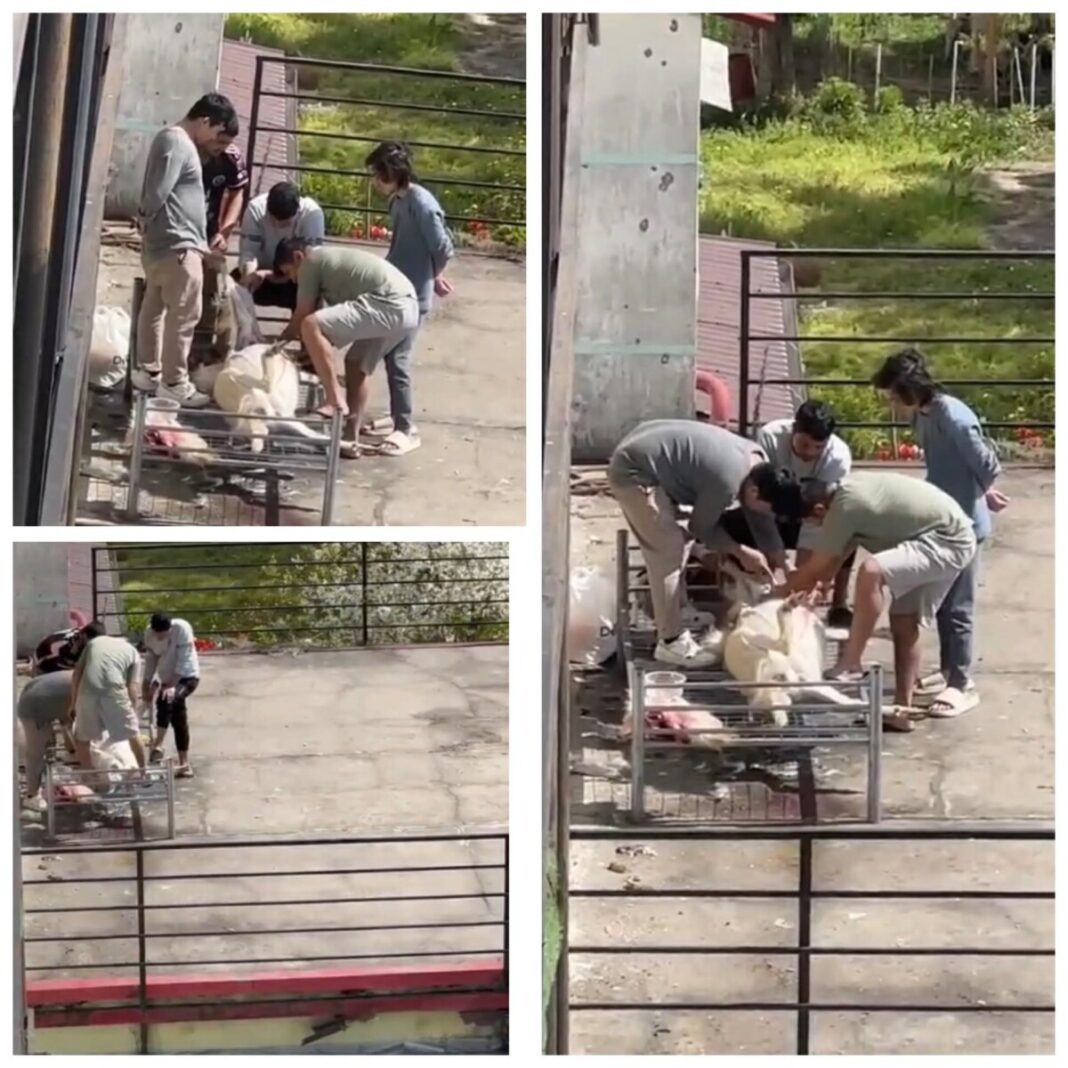 NUMAI ÎN BAIA MARE: Chiriașii srilankezi au tranșat o oaie direct pe terasa de la etajul 1 al unui bloc de pe strada Victoriei (VIDEO)