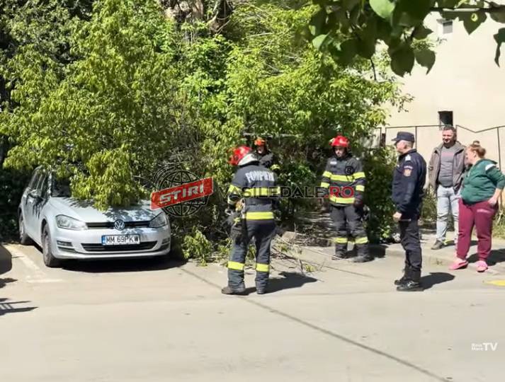 Pericol pe o stradă din Baia Mare: Creangă prăbușită peste o mașină – video