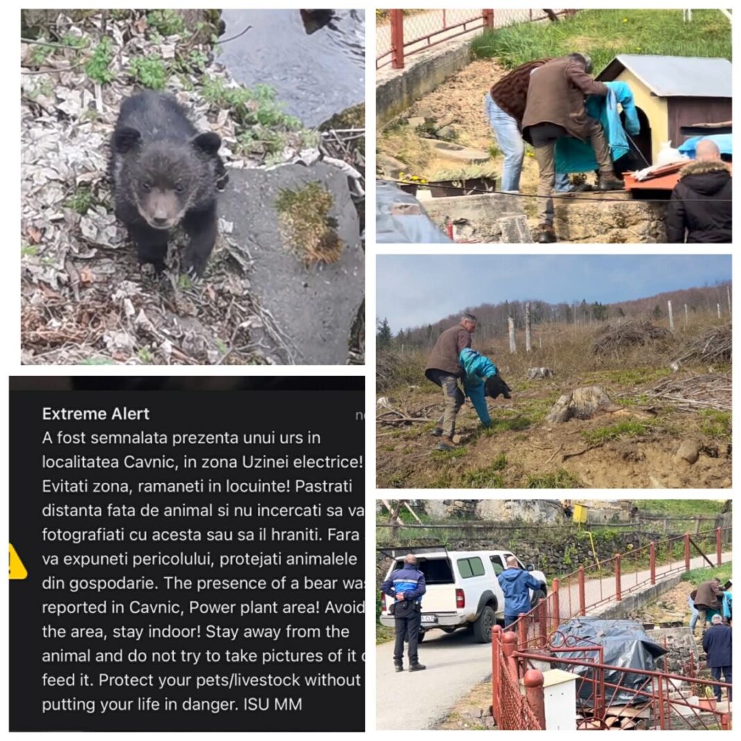 PUIUȚUL DE URS a reapărut: S-a ascuns în cușca de câine a unor localnici. A fost relocat aproape de bârlogul ursoaicei. ONG-urile acuză că a fost condamnat la moarte! (VIDEO/FOTO)