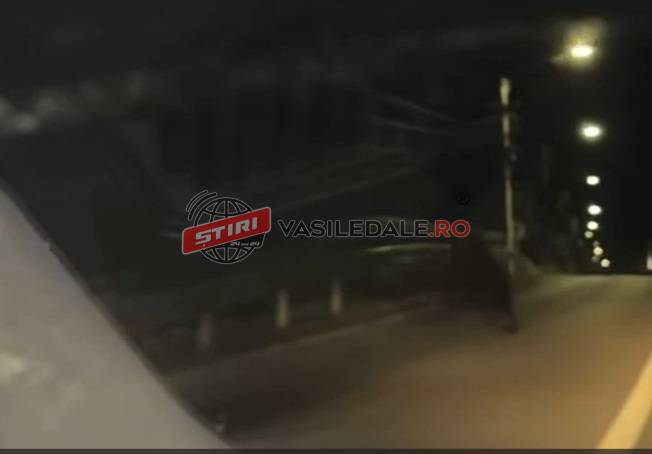 VIDEO: Pericol la Vișeu de Jos, urs semnalat într-o zonă locuită (ACTUALIZARE)