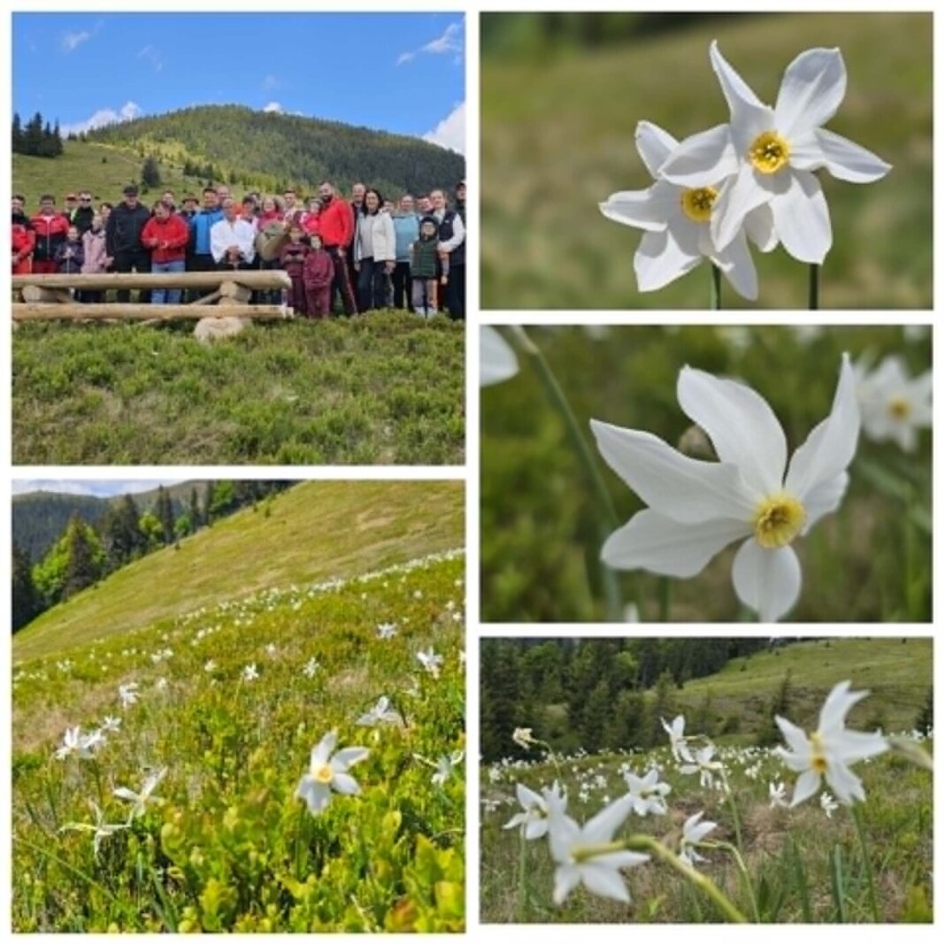 29 – 31 mai „Sărbătoarea Narciselor” a revenit la Repedea. Munții Maramureșului i-a primit pe turiști cu brațele deschise! Natură și experiențe autentice (VIDEO)