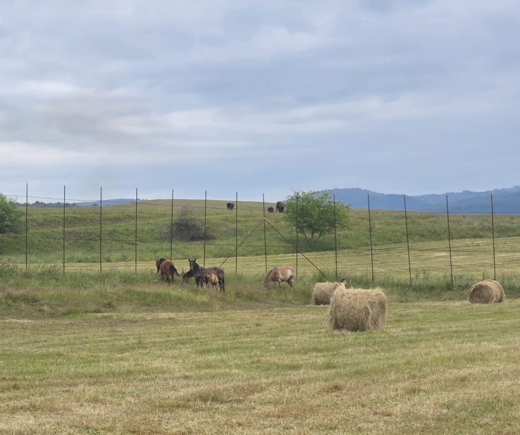 EXCLUSIV: Revoltă la Vălenii Lăpușului. Întreg satul în drum. Au confiscat animalele romilor