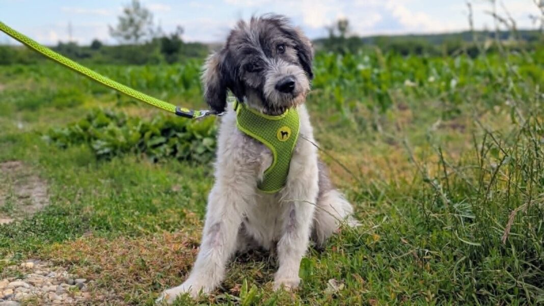 ȘIEU: Un cățeluș rănit a fost salvat de polițiști cu sprijinul unei asociații pentru protecția animalelor