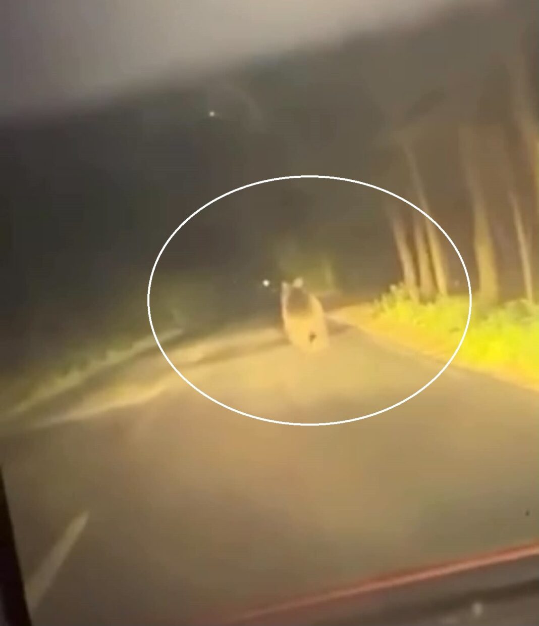 Ro-Alert transmise pentru prezența URSULUI în zona baraj Firiza dar și în localitățile Leordina și Rozavlea (VIDEO)
