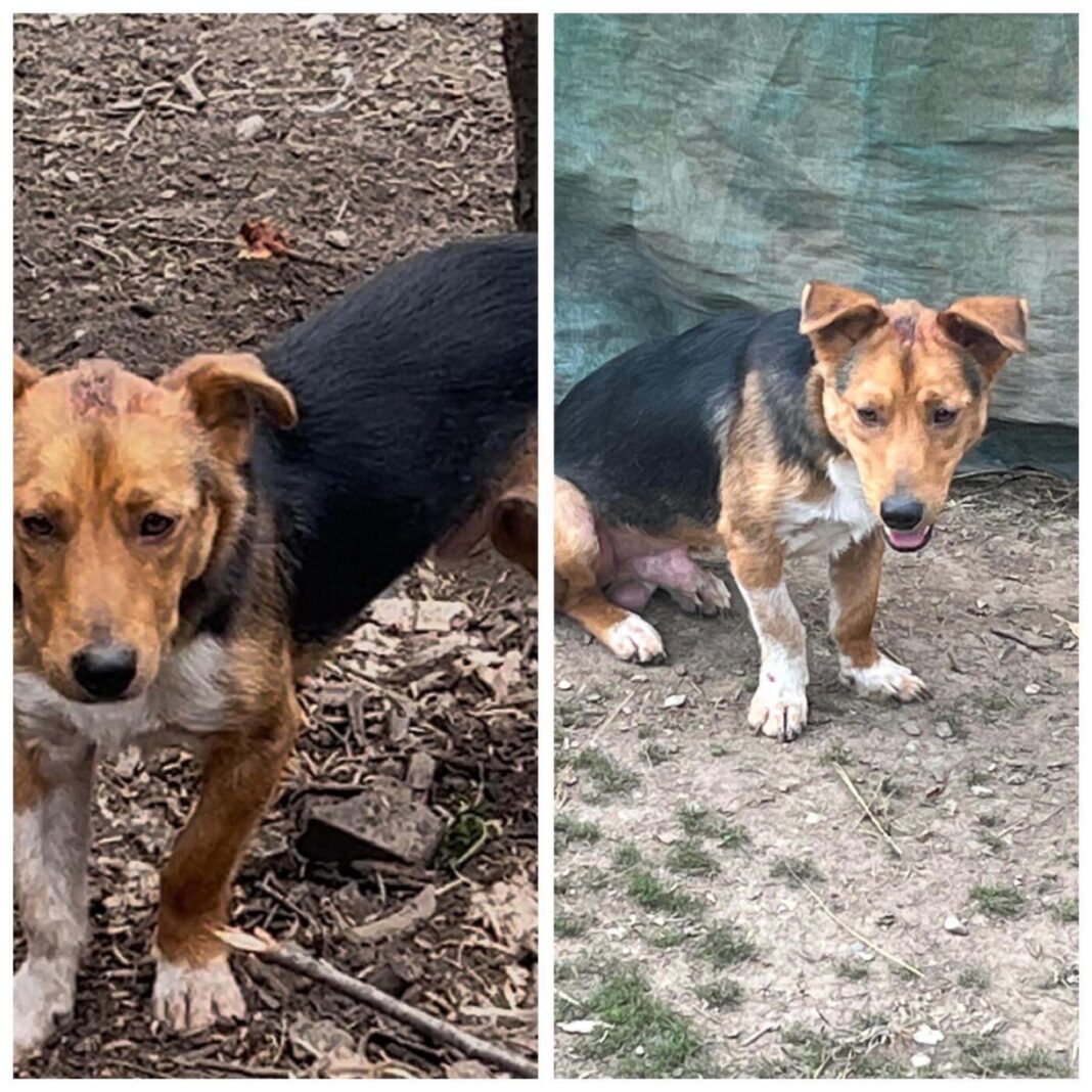 Încă un caz de cruzime anchetat de poliție la Vișeu de Sus: Câine lovit cu toporul (foto)