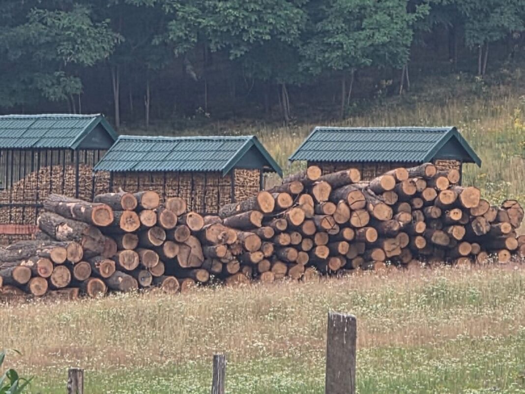 EXCLUSIV: Depozit clandestin de lemn descoperit de polițiștii maramureșeni în Țara Codrului. Se bănuiește că este furat din pădurea comunei Oarța de Jos, iar buștenii erau ascunși de ”ochii lumii”