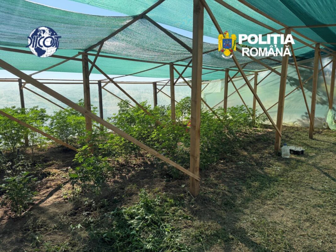 INVENTIVITATE PENALĂ: Un ”agricultor” din Bihor nu mai cultiva roșii, castraveți sau ardei în solarii. A trecut la… canabis