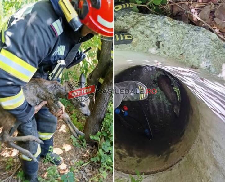 MISIUNE DE SUFLET LA SÎRBI: pompierii au salvat un ied de căprioară căzut într-o fântână de 4 metri