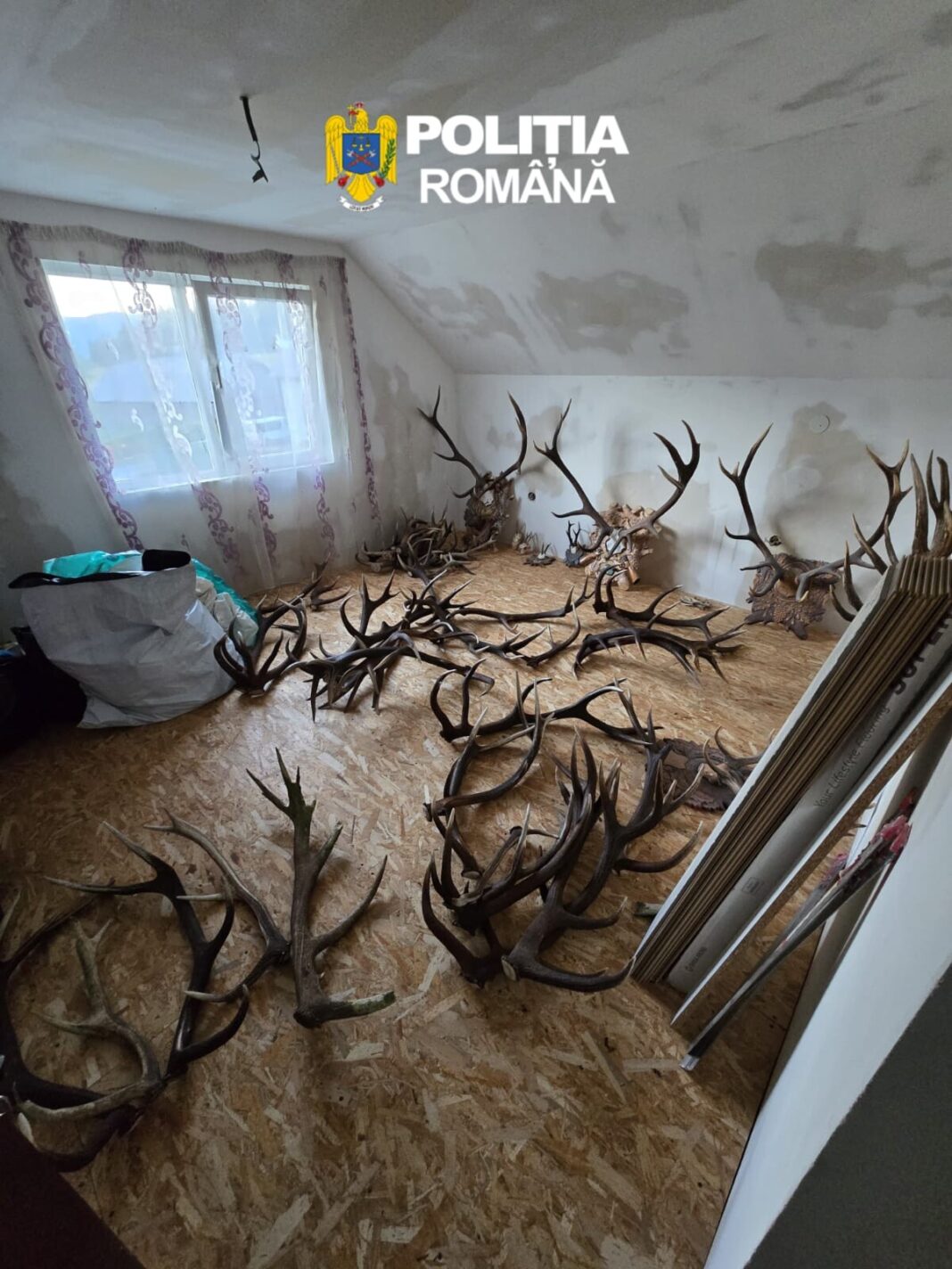 OPERAȚIUNE DE AMPLOARE ÎN BORȘA ȘI VIȘEU DE SUS: Arme, muniție, trofee de vânat și peste 6.000 de țigarete, descoperite (VIDEO)