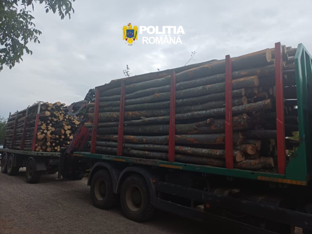 Camion cu peste 17 mc de fag, oprit în Rona de Sus. Polițiștii au constatat că transportul nu avea acte valabile