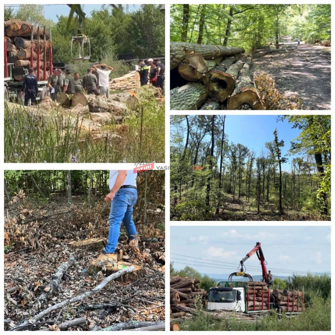 AVEM DOCUMENTUL OFICIAL: Ciocanul folosit pentru marcarea arborilor din pădurea Primăriei Oarța de Jos era fals!!! (EXCLUSIV)