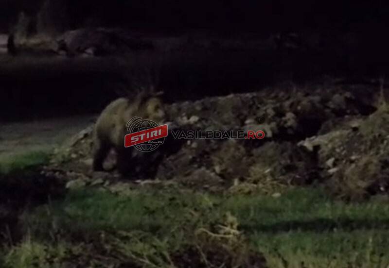 VIDEO: Urs semnalat pe DN18, la intrarea în Vișeu de Jos. A fost emis mesaj RO-ALERT