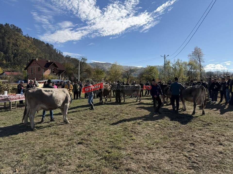 Expoziție și concurs de bovine din rasa „Bruna de Maramureș”, la Rozavlea