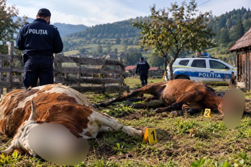 MISIUNE IMPOSIBILĂ: O vacă și un cal ar fi fost împușcați în Preluca Veche. Poliția face anchetă, primele concluzii (EXCLUSIV)