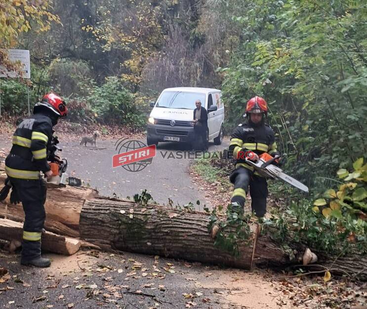 Copac prăbușit pe carosabil în Tăuții Măgherăuș. Intervenție a pompierilor