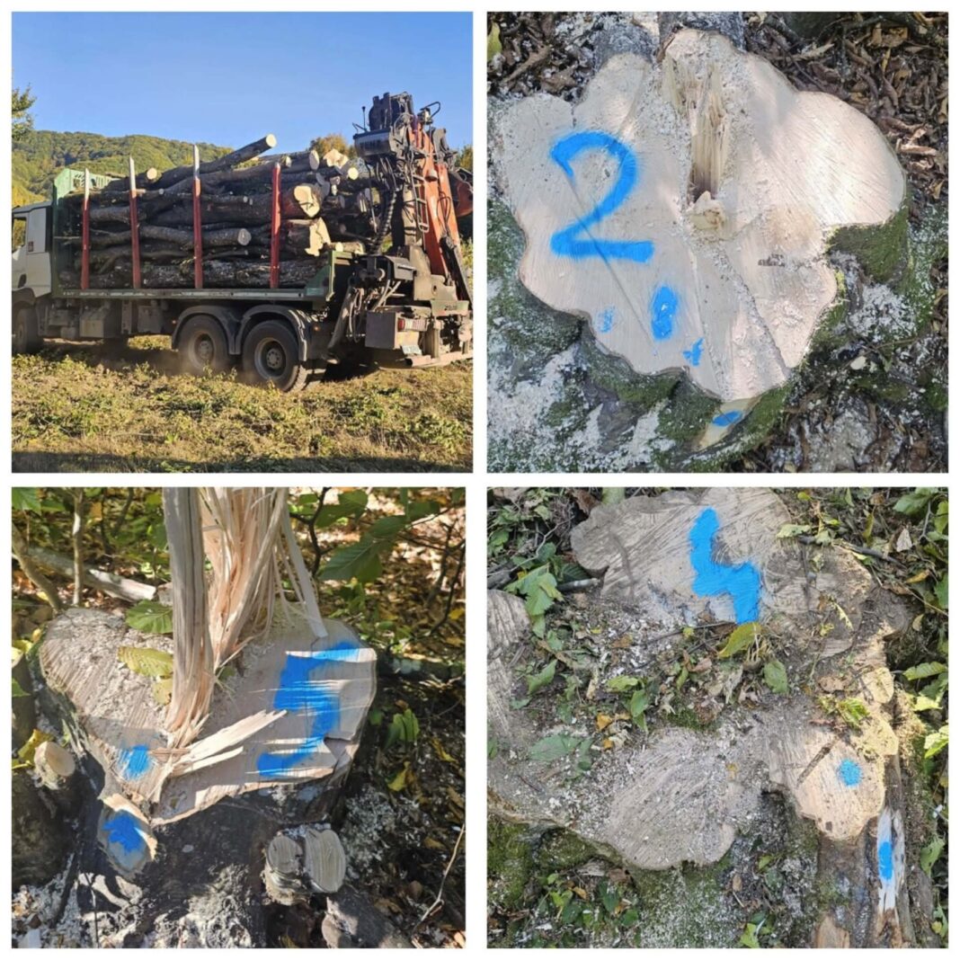EXCLUSIV: Se fură ca-n codru din pădurile din Țara Lăpușului! Poliția și OS Strîmbu Băiuț au deschis anchete (galerie foto)